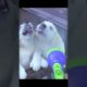 Cute Puppies #viral #shorts 🐶