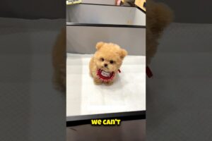 “Giving Away Cute Puppies for Free! 🐶❤️”#shorts #shortfeed #short