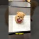 “Giving Away Cute Puppies for Free! 🐶❤️”#shorts #shortfeed #short