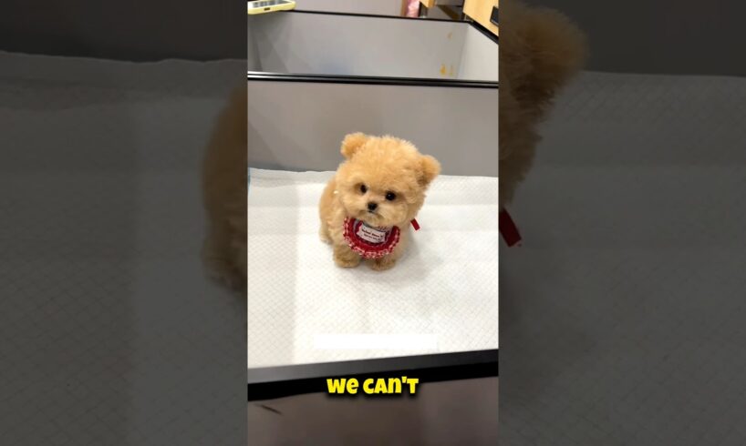 “Giving Away Cute Puppies for Free! 🐶❤️”#shorts #shortfeed #short