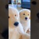 Cute Puppies #viral #shorts 🐶