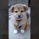 Cute Puppies #viral #shorts 🐶