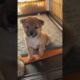 Lovely Cute Puppies #shorts