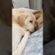 Cute Puppies #viral #shorts 🐶