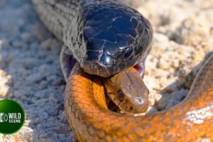 22 Shocking Moments of Snake Attacking Prey Caught on Camera | Animal Fights