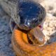 22 Shocking Moments of Snake Attacking Prey Caught on Camera | Animal Fights