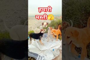 4 Cute Puppies Having Fun 🐶❤️ | Pure Happiness Moments #cutepuppies #puppylove #dogshorts #dog