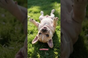 5 Cutest Puppies You’ve Ever Seen | Adorable Puppies | #cuteanimals #puppies #usa #viralvideo #usa