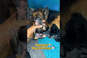 6 Puppies Born 🐶 + Hamster Babies Day 7 🐹 | Cutest Moment ❤️