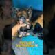 6 Puppies Born 🐶 + Hamster Babies Day 7 🐹 | Cutest Moment ❤️