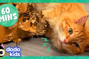 60 Minutes Of Animals Who Make Us LOL | 1 Hour Of Funny Animal Videos | Dodo Kids