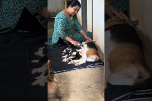 8 മക്കൾ ഉള്ള പാവം അമ്മ...😊 | beagle puppies | cute puppies | beagle dog | monster fish