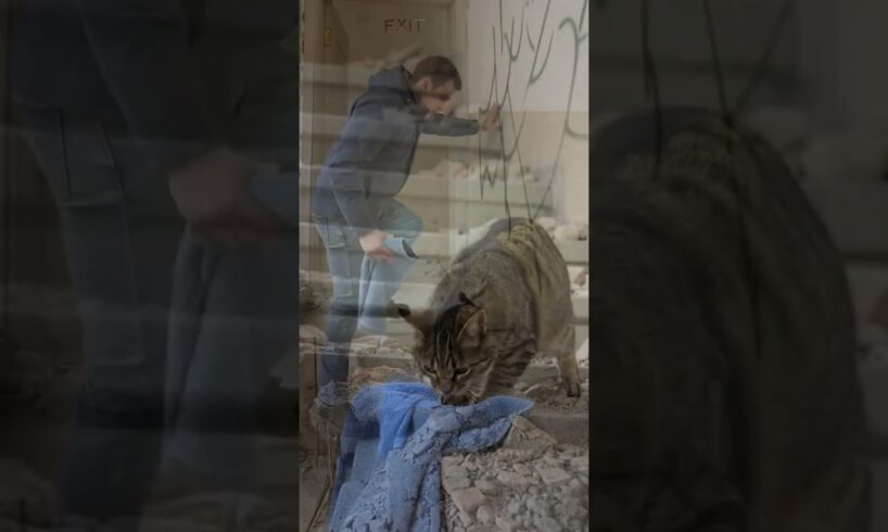A Cat Was Crying for Help from an Abandoned Buildi