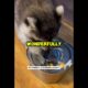 A Girl Rescued a Wild Raccoon and This Friendly Naughty Little Soul Will Completely Steal Your Heart