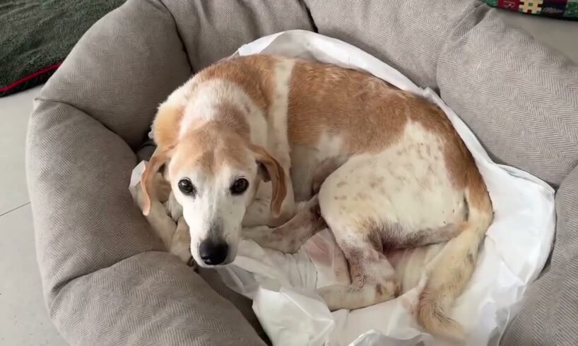 A Tough Night… Rania Is Fighting Cancer But Still Not Eating 😥❤️- Takis Shelter
