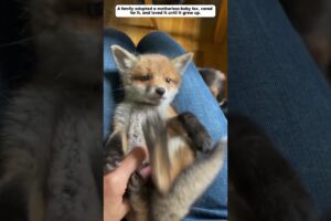 A family adopted a baby fox that lost its mother.