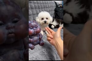 A funny reaction of cute puppies dogs #dog #funny #dog #funnypuppy #puppyvideos #cutepup