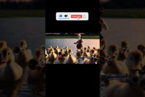 A group of ducklings playing musical instruments in a tiny duck band #funnyanimals