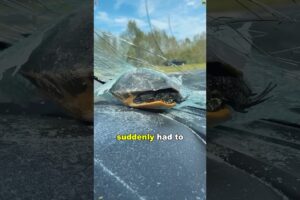 A kind woman rescued a turtle#foryou #animals #animallife #youtube #youtubeshorts #amazing