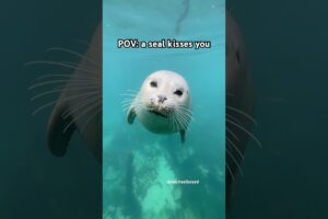 A kiss from Snowy #seal