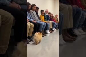 A shelter adoption 🐶🐶event where dozens of people sit quietly . petBee Stories #shorts