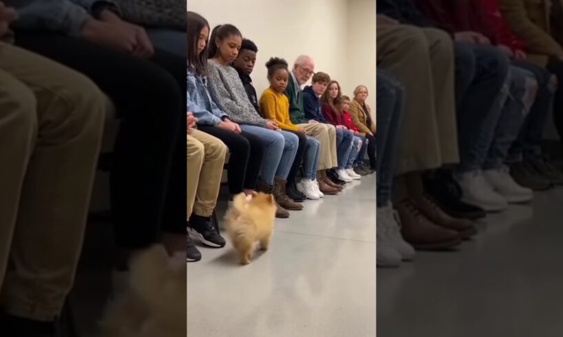 A shelter adoption 🐶🐶event where dozens of people sit quietly . petBee Stories #shorts