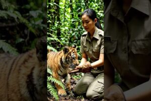A small tiger cub rescue shorts#animals #shorts
