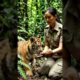 A small tiger cub rescue shorts#animals #shorts