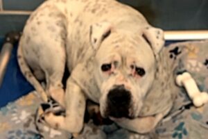 A woman adopted 'saddest' shelter dog. Now he won't stop smiilng.