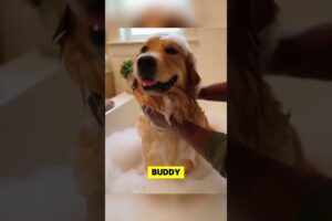 ABANDONED DOG Gets A Second Chance! 🥺🏡