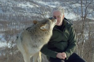 Accepted into a Wolf Pack | Snow Animals | BBC Earth