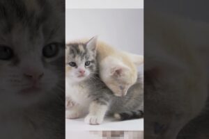 Adopt 2 Kittens instead of 1! #adoptdontshop #kittens