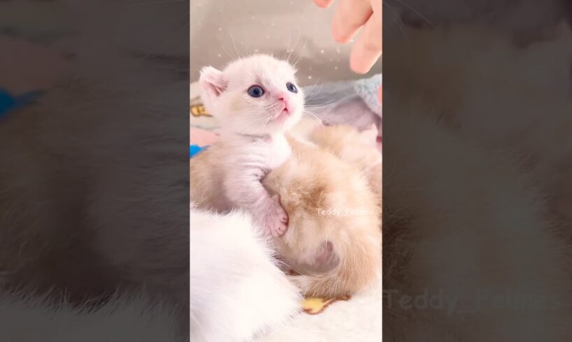 Adorable Cute Kitten Moments🧸😻💕 #cat #cute #cats #kitten