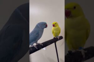 Adorable Parrots Playing Together 💛💙#shorts