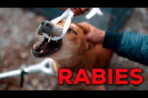 Aggressive stray dog, jis se poora gaon dara hua thaa | Animal Rescue