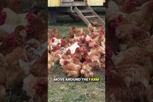 All the animals on the farm play an important role on the farm