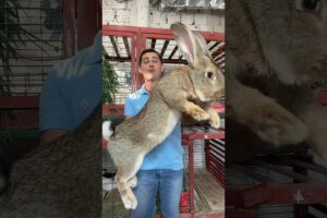 Amazing Animal Growth Journey! #animals #wildlife #animaltransformations