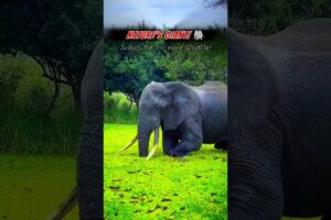 Amazing Giant Elephant Splashing Water & Playing! 🐘💦|#shorts #elephant #wildlife