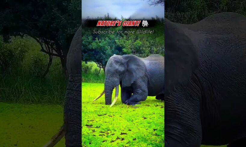 Amazing Giant Elephant Splashing Water & Playing! 🐘💦|#shorts #elephant #wildlife