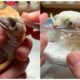 Animal Rescue Gecko: Removing Multiple Layers of Stuck Shed, Cyst Treatment, Eye Care by Veterinaria
