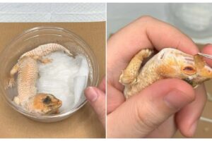 Animal Rescue Gecko: Veterinarian Removes Multiple Layers of Infected Stuck Shed Vitamin Support