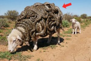 Animal Rescue : Rescue Team Save a Sheep From Millions of Snake!