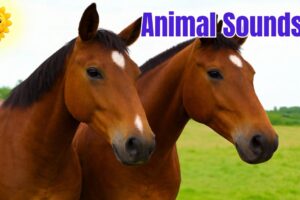 Animal Sounds and Names for Toddlers (35 Amazing Farm and Wild Animals) | Solar Kids Learning