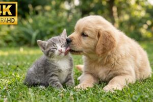 Baby Animals 4K - Cute & Funny Moments of Little Pets Playing in the Garden