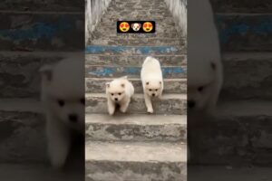 Baby Animals Playing Together 🐶🐱 | PawPataka