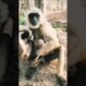 Baby Playing With Animals Videos