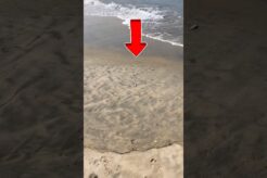 Baby fish rescued safely 🥹