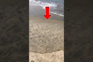 Baby fish rescued safely 🥹