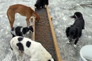 Barney Wouldn’t Eat… Look at Him Now! Barney and Luna Update - Takis Shelter