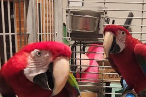 Beautiful Macaws playing around  #love #funny #animals  #reels #comment # questions